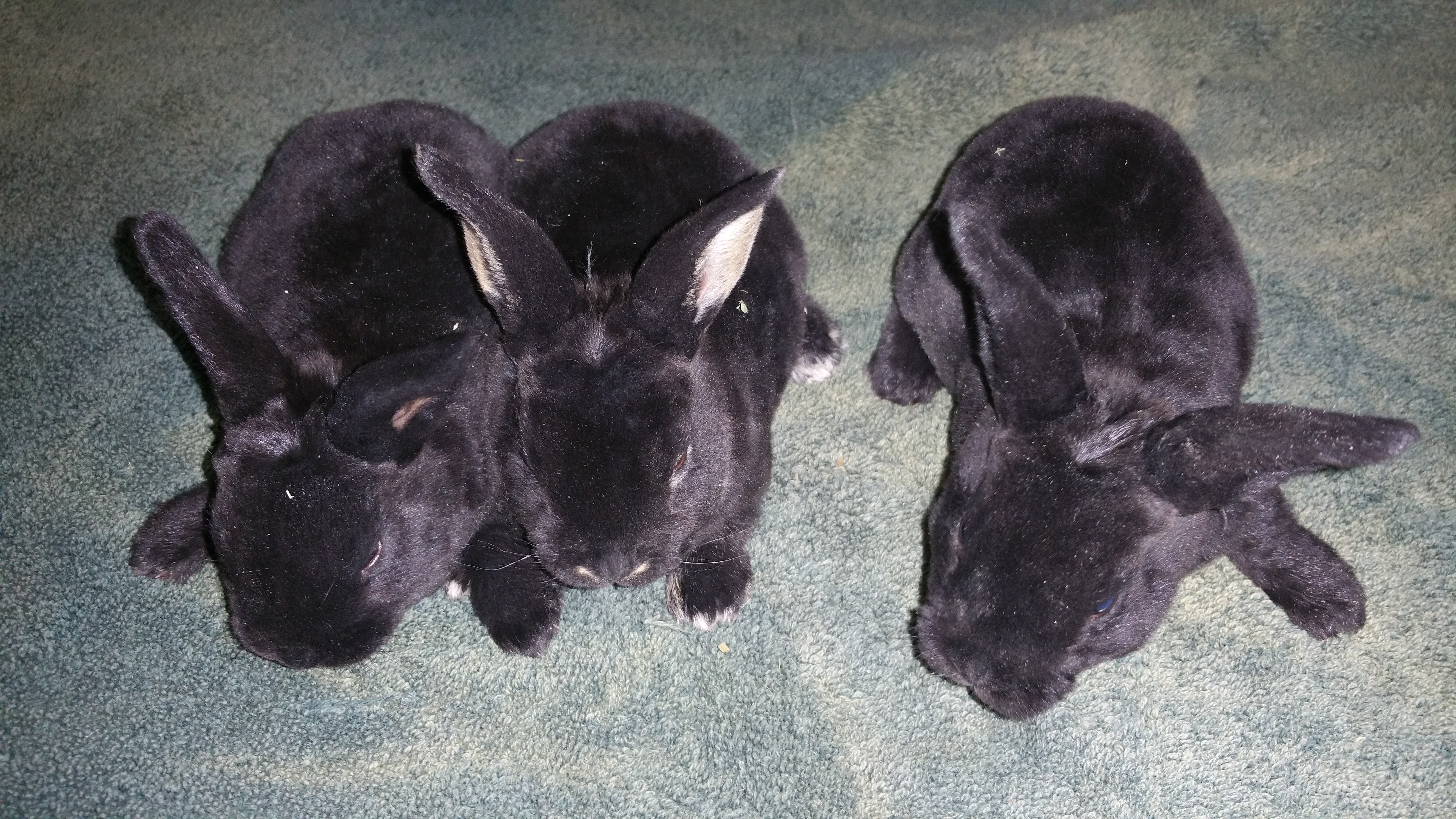 Mini & Standard Rex Rabbits