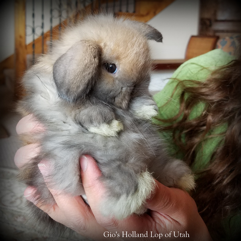 Tiny dwarf rabbits Holland Lop for sale Utah USA Rabbit Breeders
