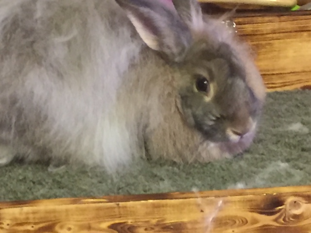 French Angora Rabbits