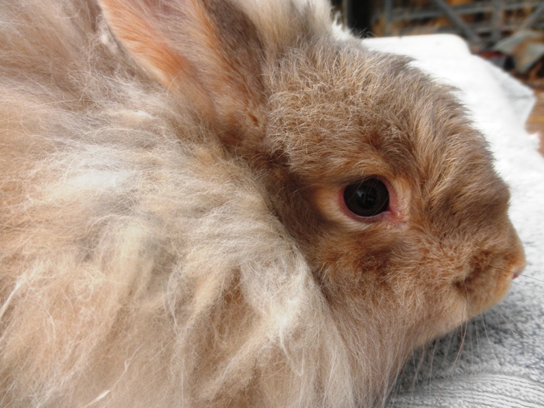 French Angora Rabbits