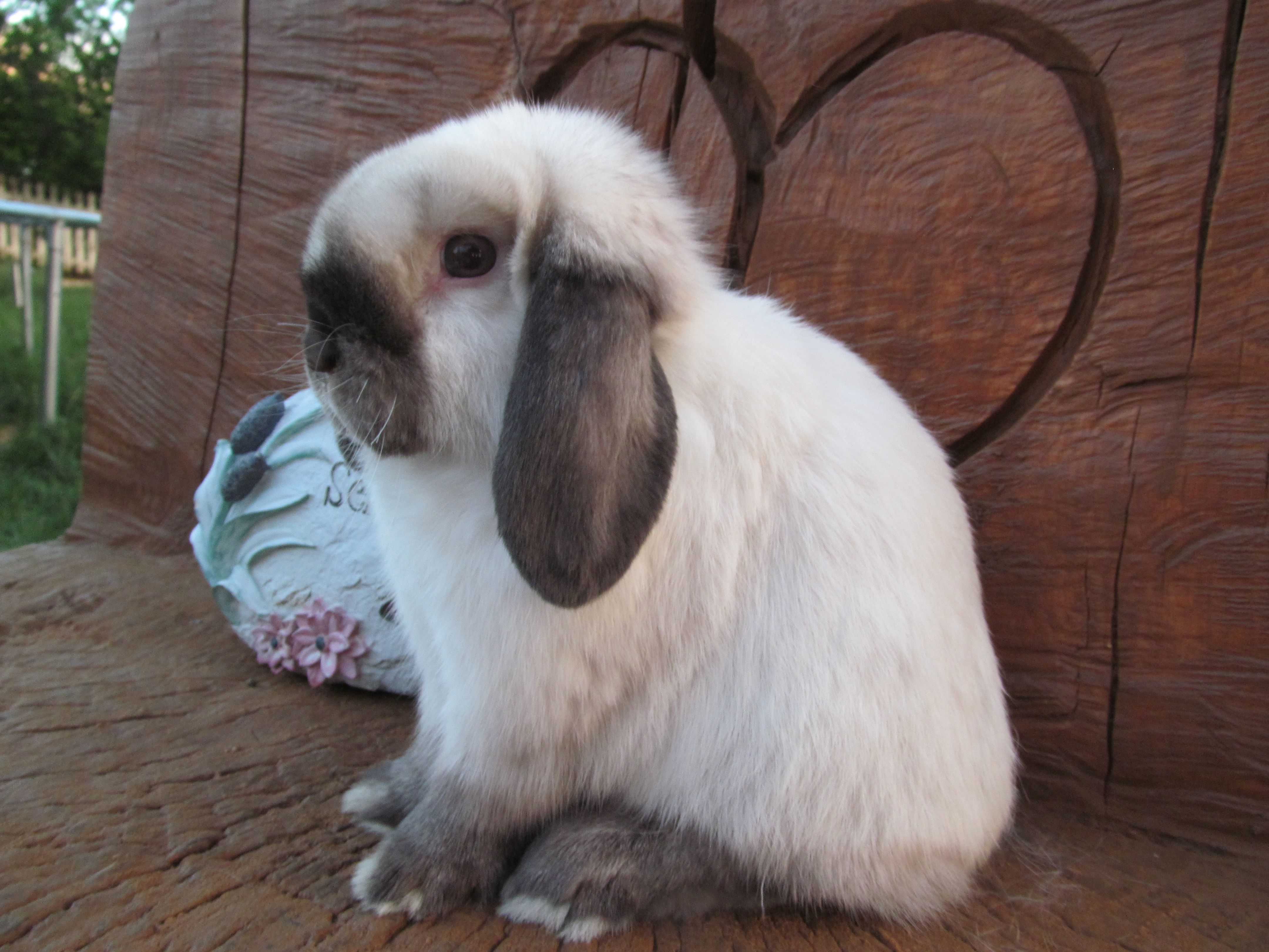 Holland Lop Rabbits