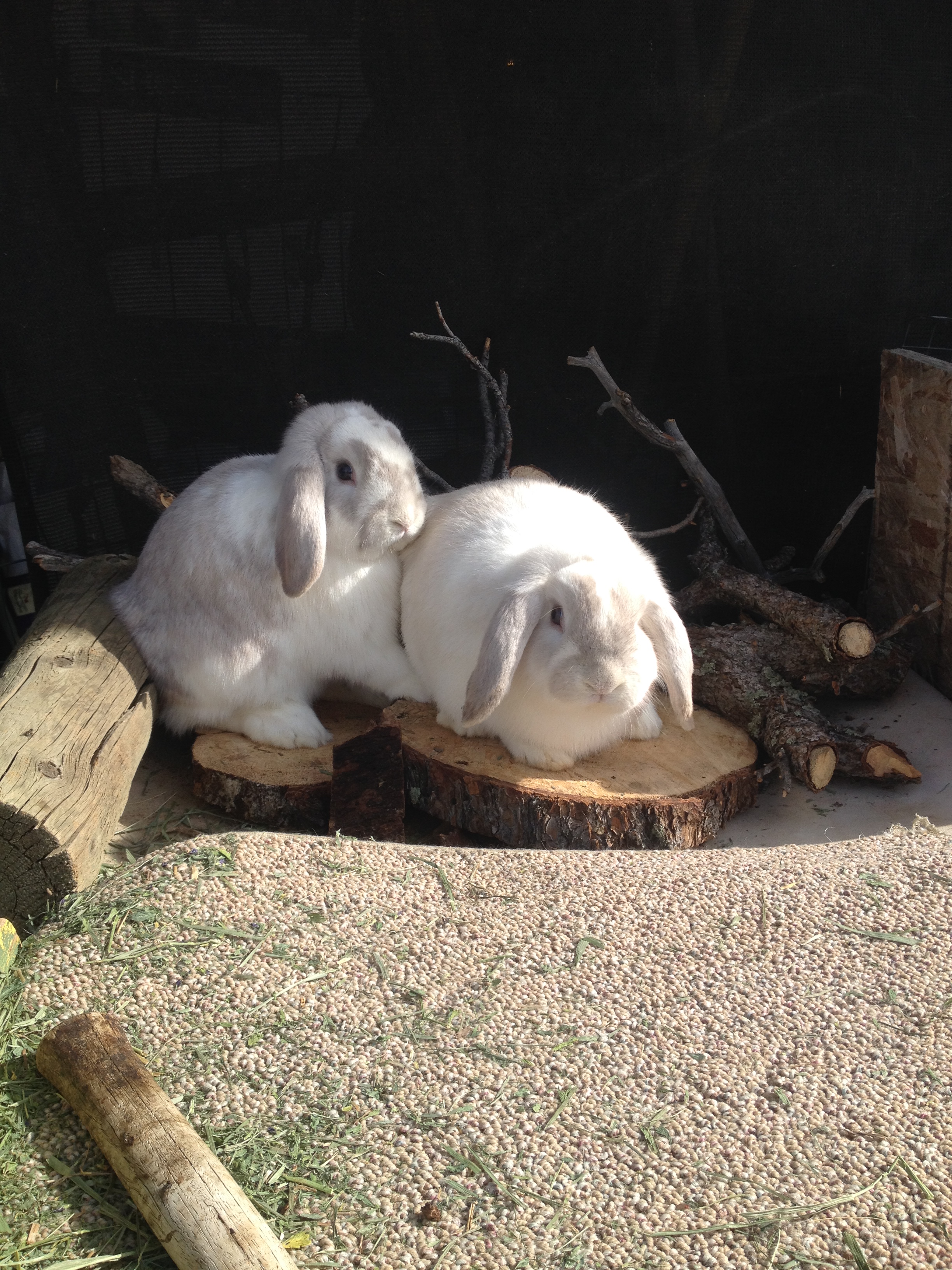 Mini Lop Rabbits