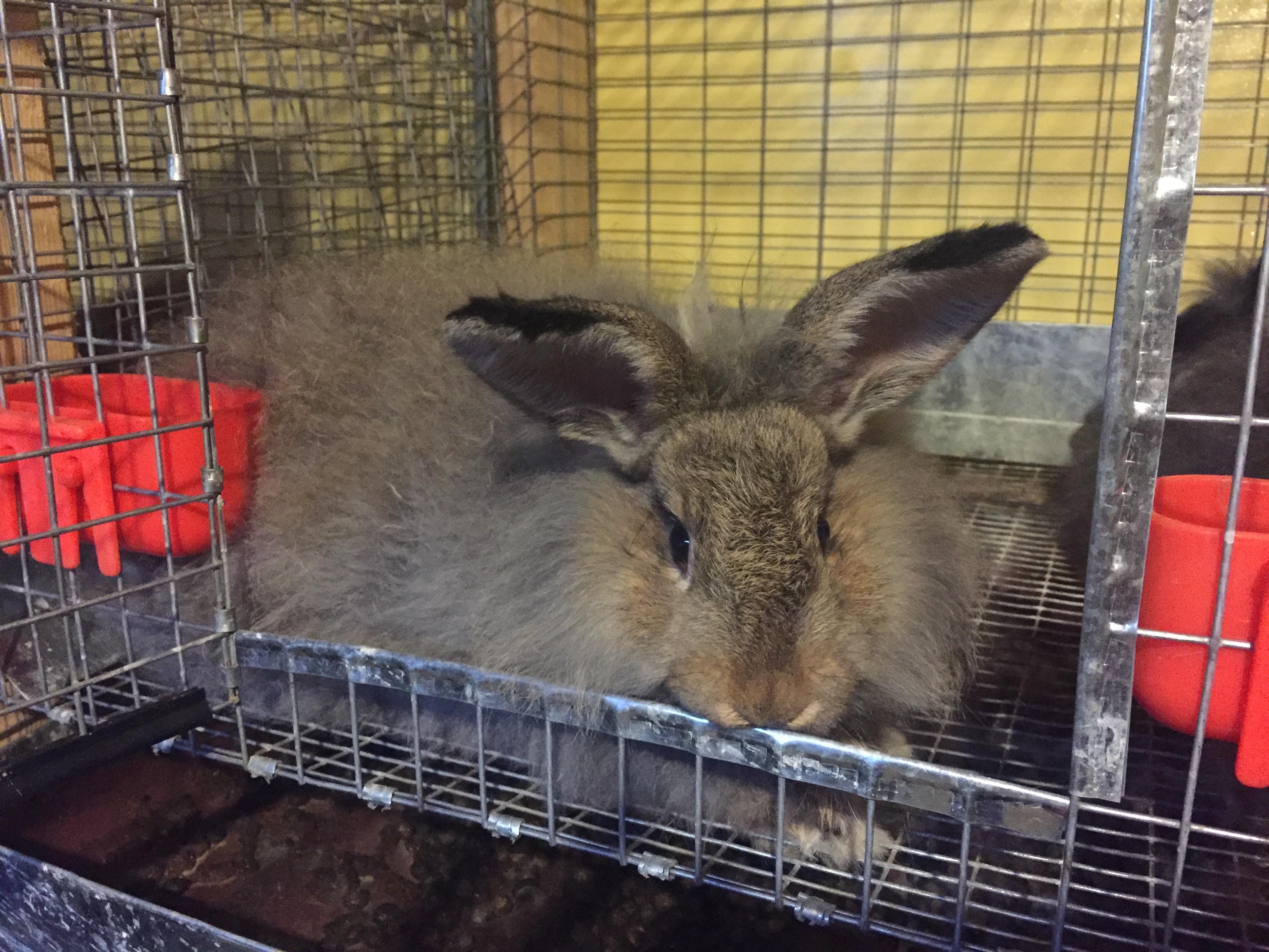 French Angora Rabbits