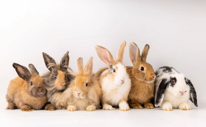 Best & Most Popular Pet Rabbit Breeds | USA Rabbit Breeders