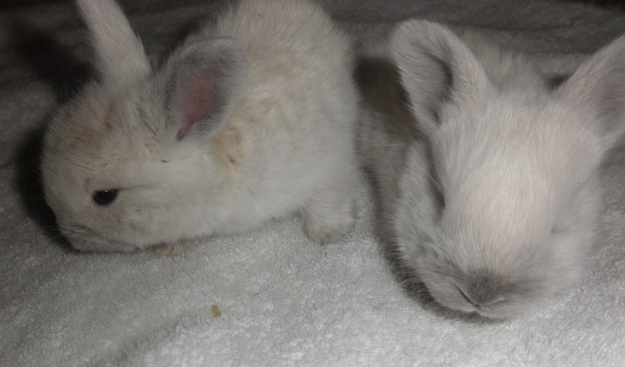 French Angora Rabbits