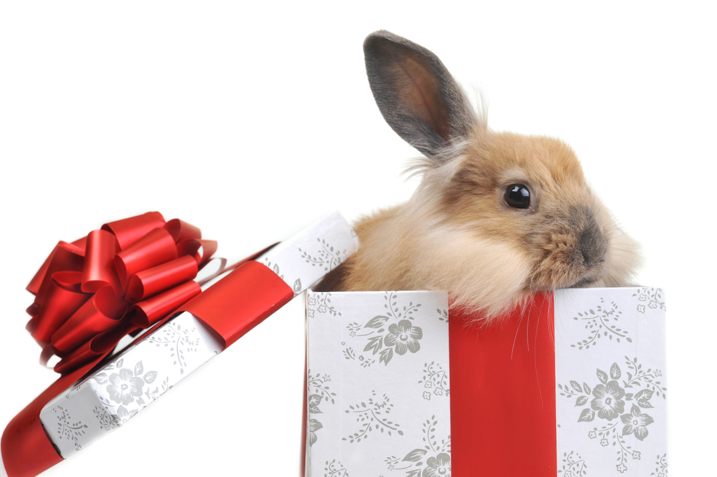 Top 25 Rabbit Themed Gifts for Bunny Lovers USA Rabbit Breeders