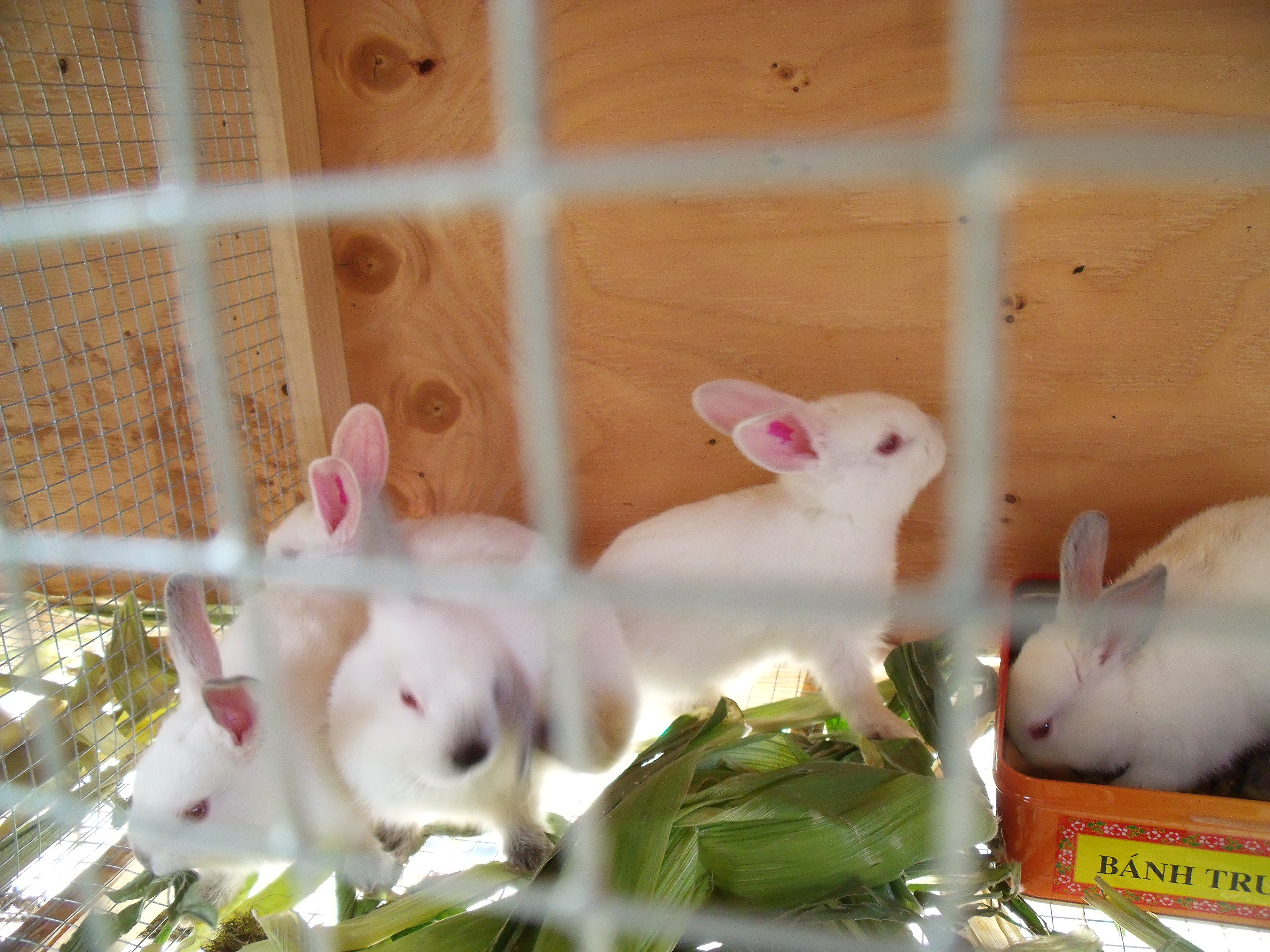 Californian and New Zealand White Rabbits