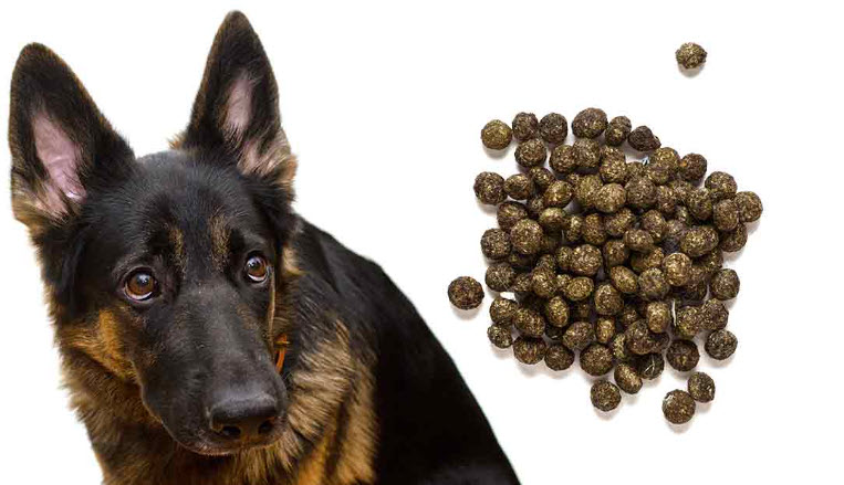 can-dogs-get-sick-from-eating-rabbit-poop-usa-rabbit-breeders