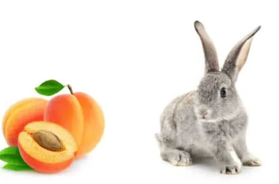 Can Rabbit Eat Peaches? A Delicious and Safe Treat for Your Furry Friend!