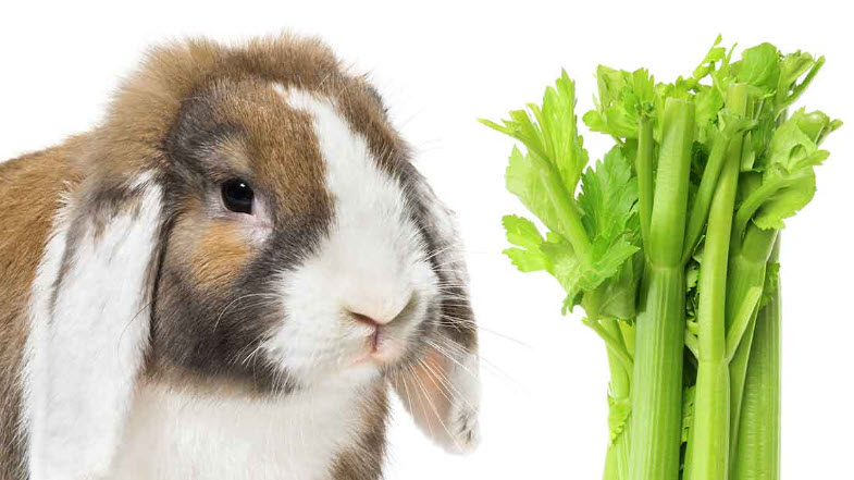 Can Rabbits Eat Celery? | USA Rabbit Breeders