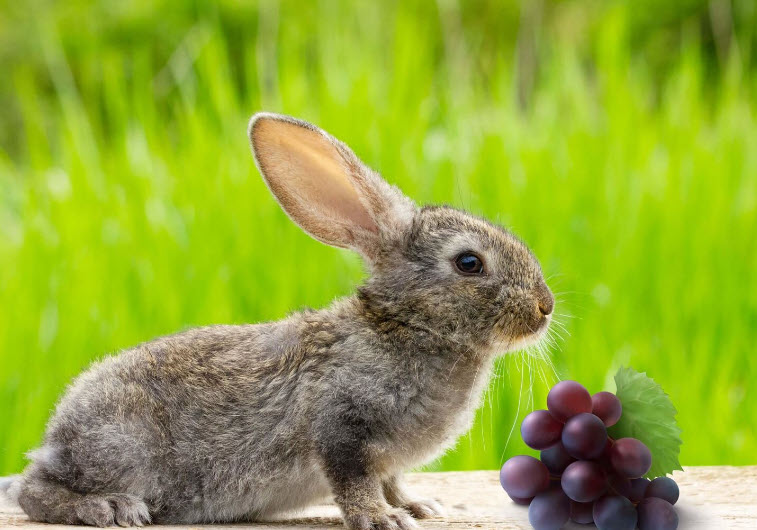 can-rabbits-eat-grapes-pros-and-cons-of-grapes-for-rabbits