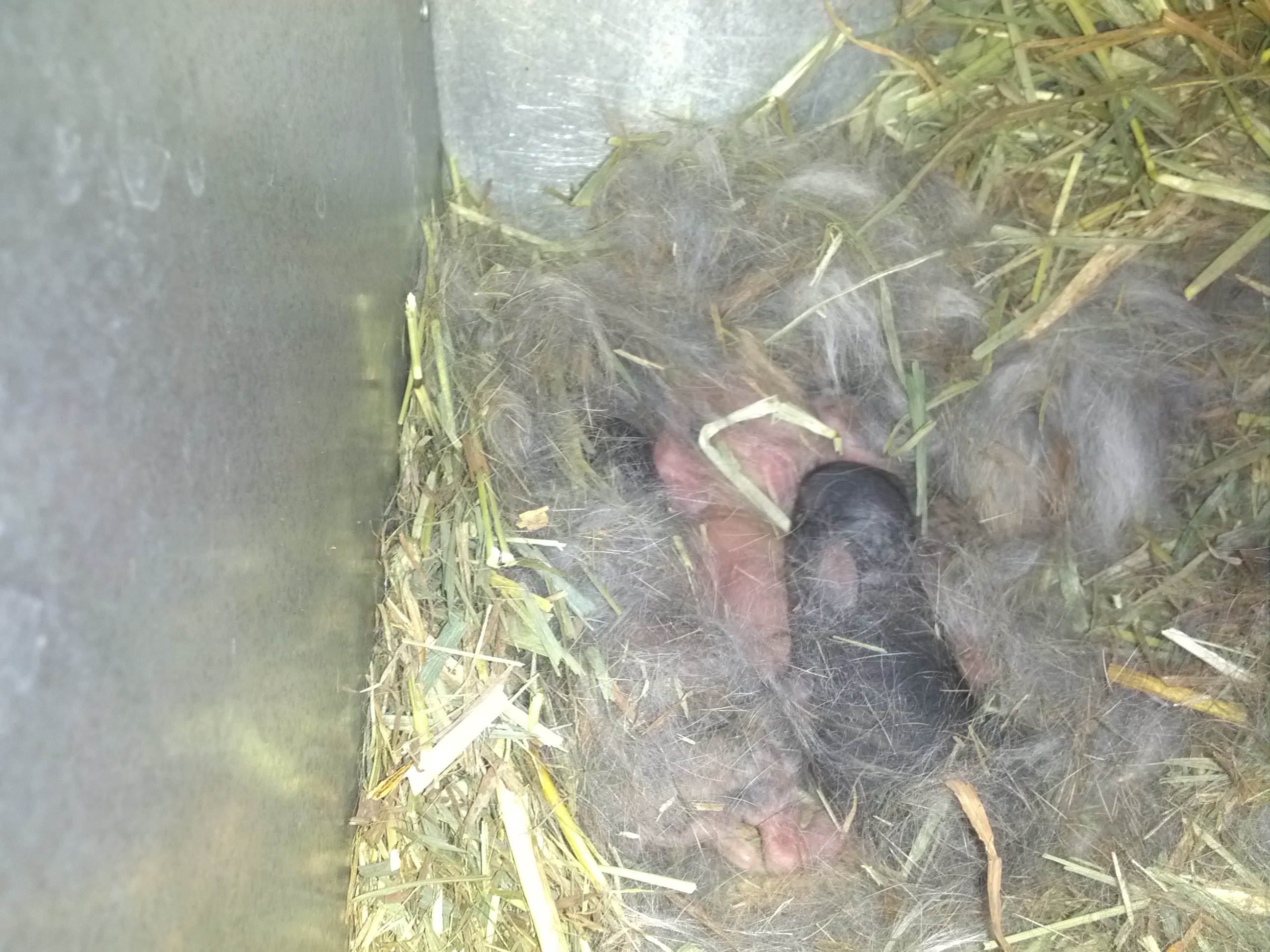 Holland Lop Babies