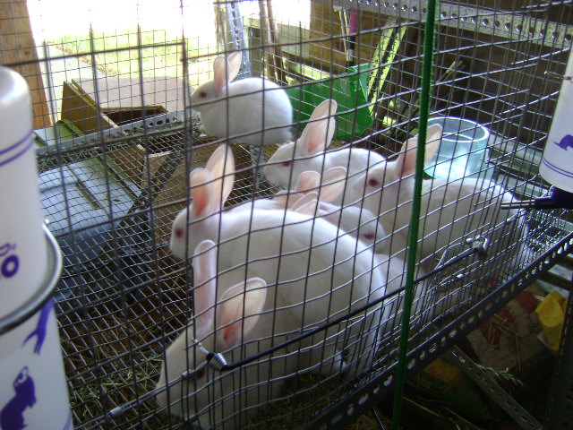 New Zealand White Rabbits