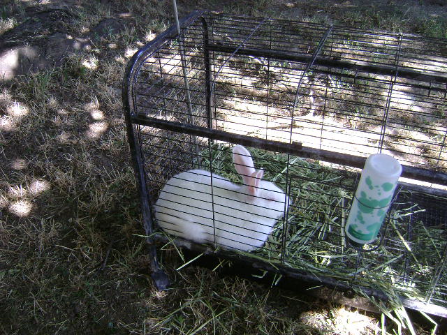 New Zealand White Rabbits