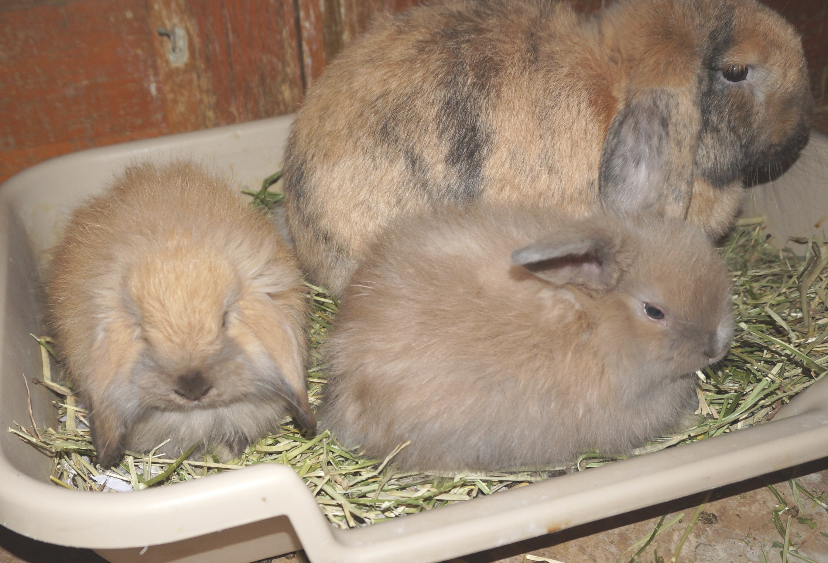 Lop Ear Rabbits