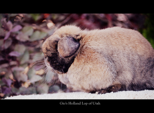 Holland Lop Rabbits