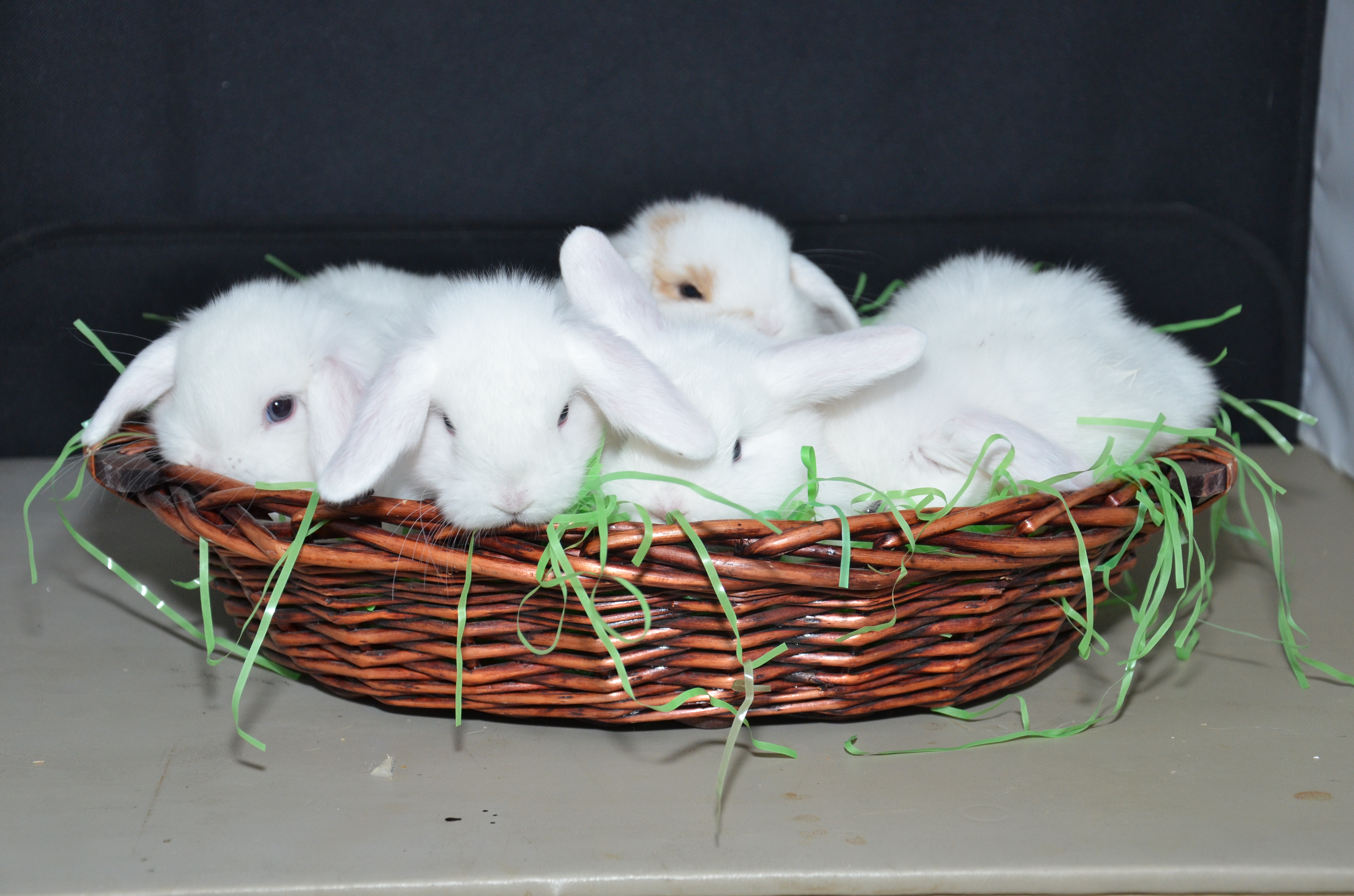 Holland Lop Rabbits