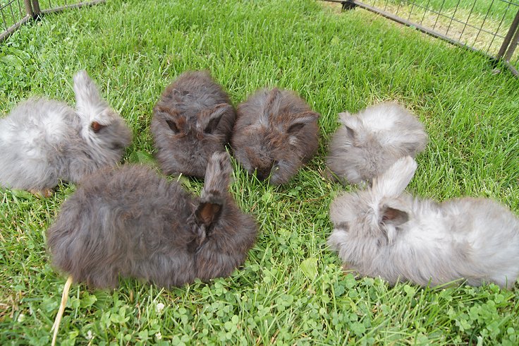 English Angora Rabbits