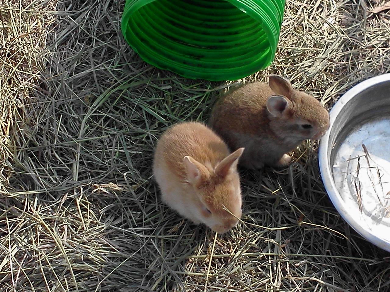 Flemish Giant Rabbits for Sale