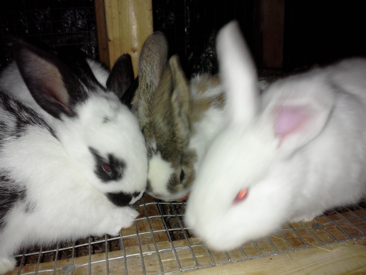 Flemish Giant Rabbits