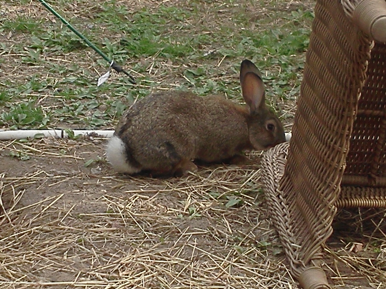 Flemish Giant Rabbit