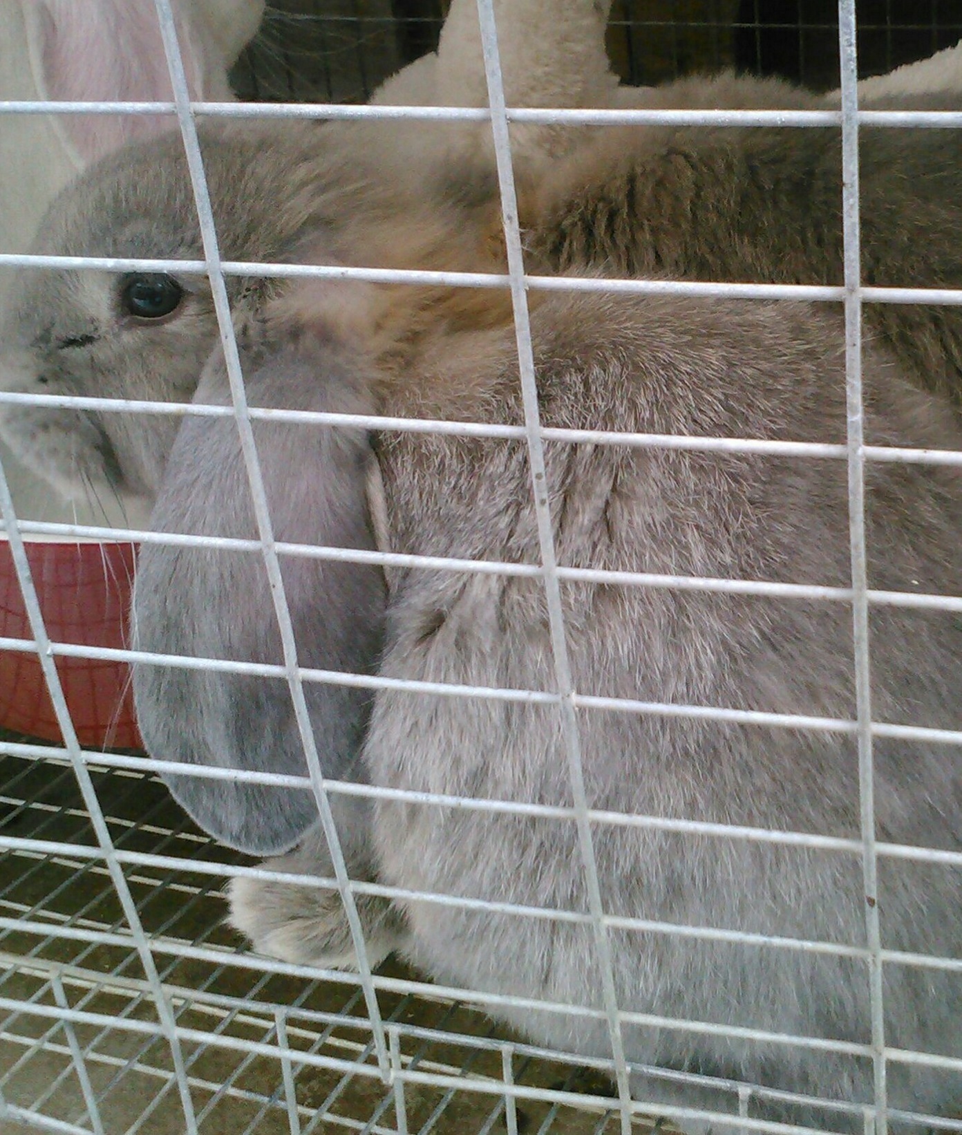 French Lop Bucks for Sale