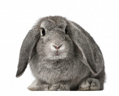 French Lop Rabbit Breed