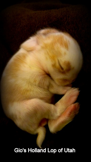 Holland Lop