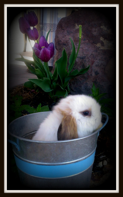 Potty Trained Holland Lop