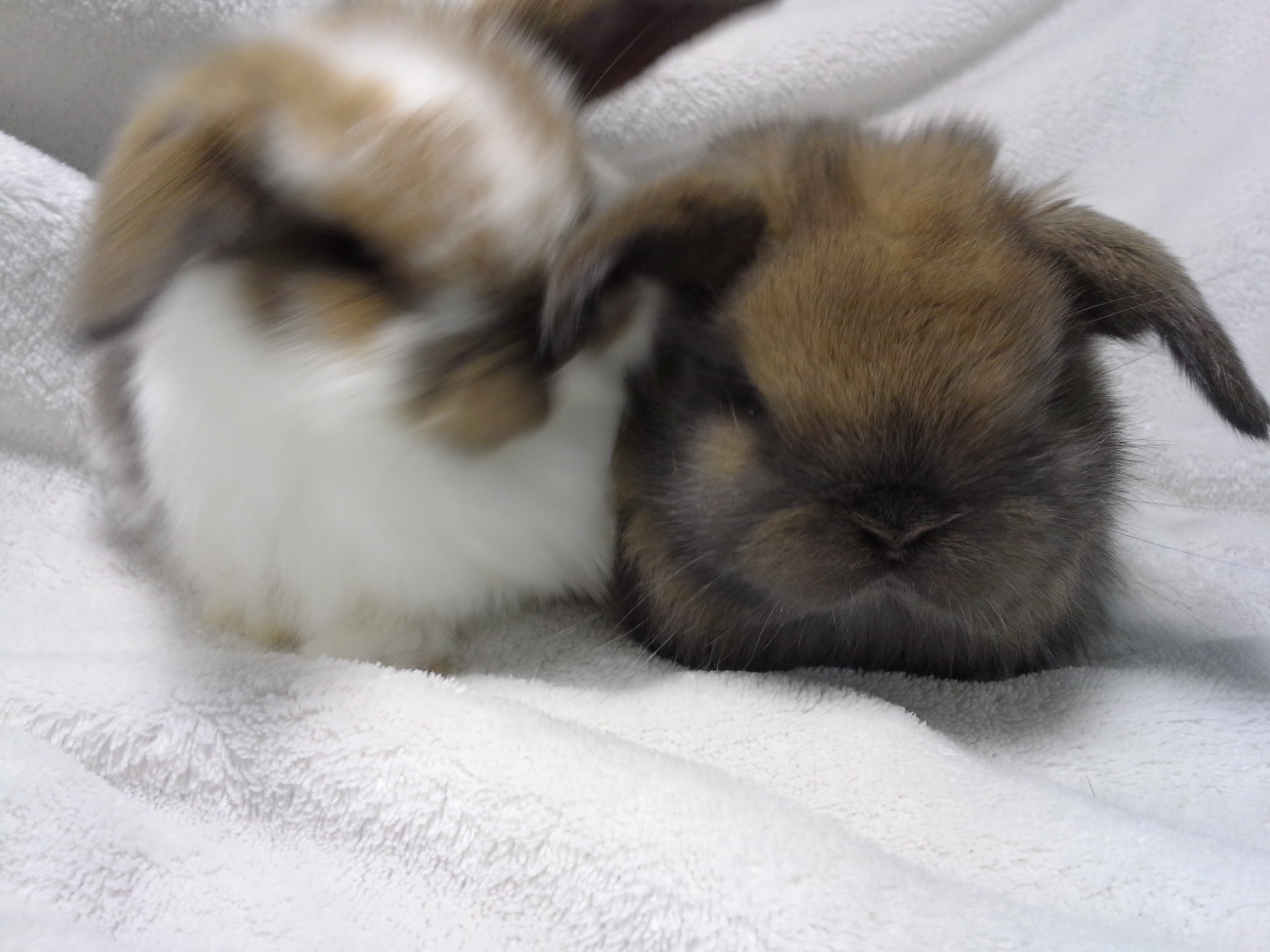 Netherland Dwarfs and Holland Lops Rabbits