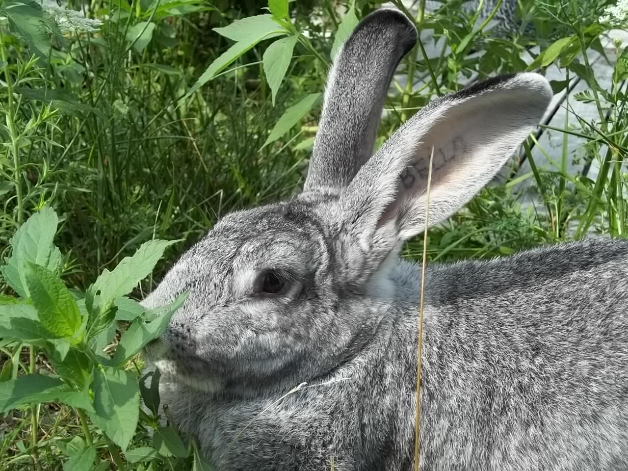 History of Rabbits