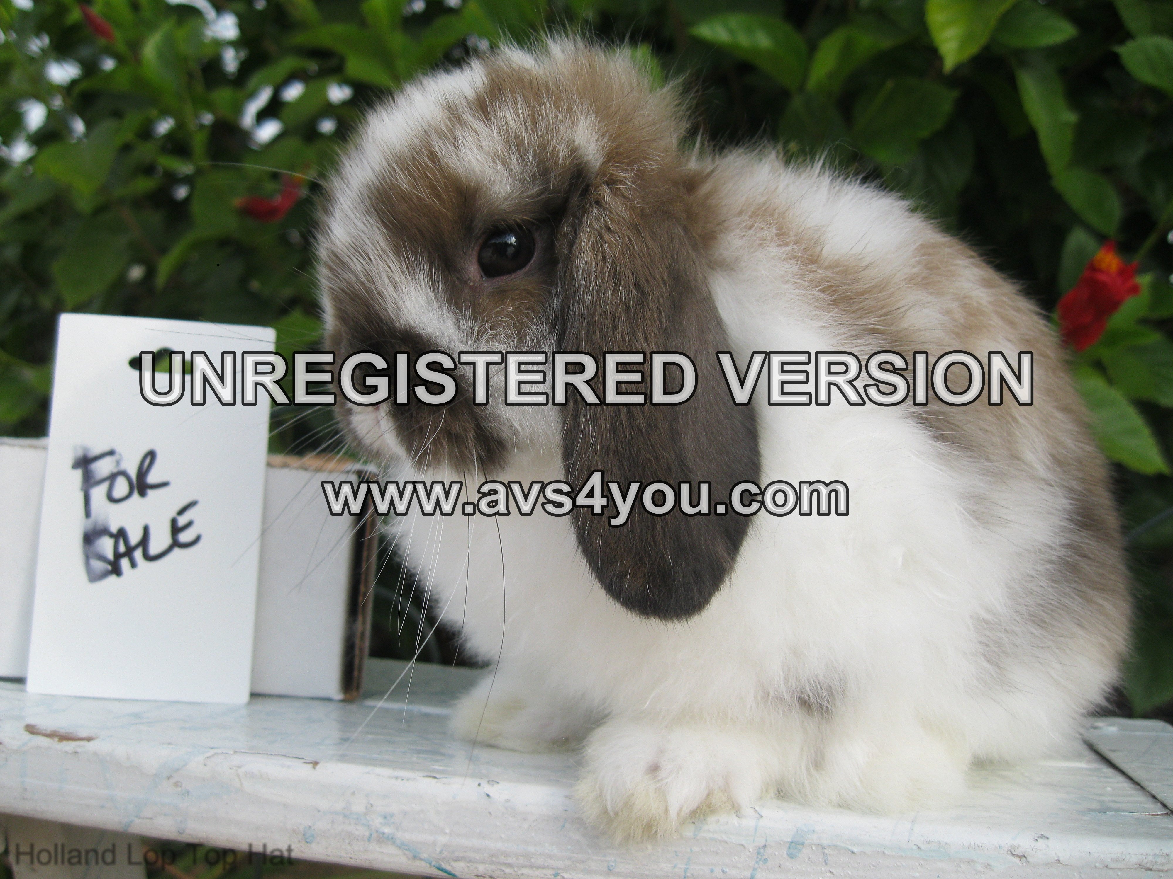 Holland Lop Rabbit