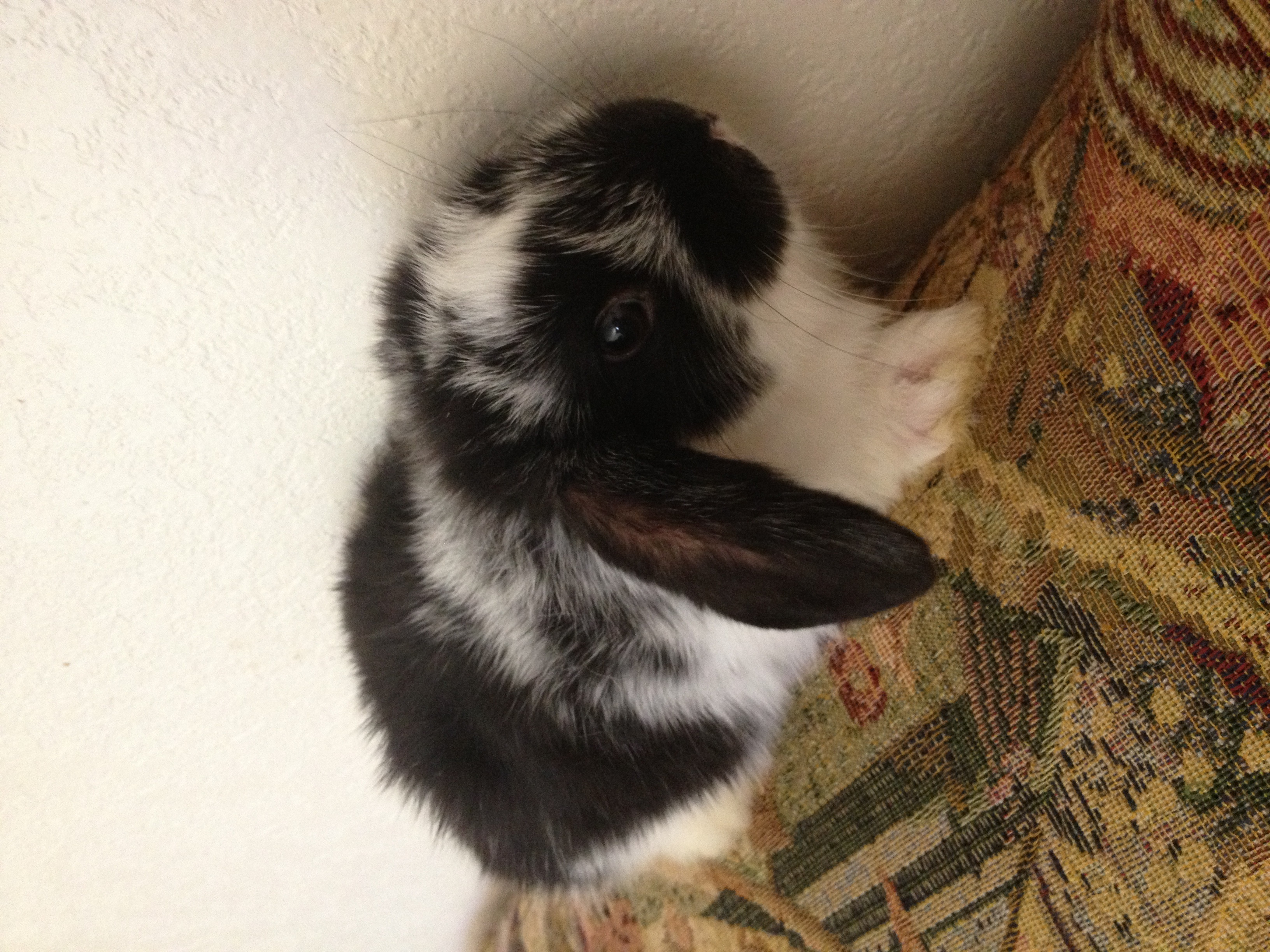 Holland Lop for Sale in CA