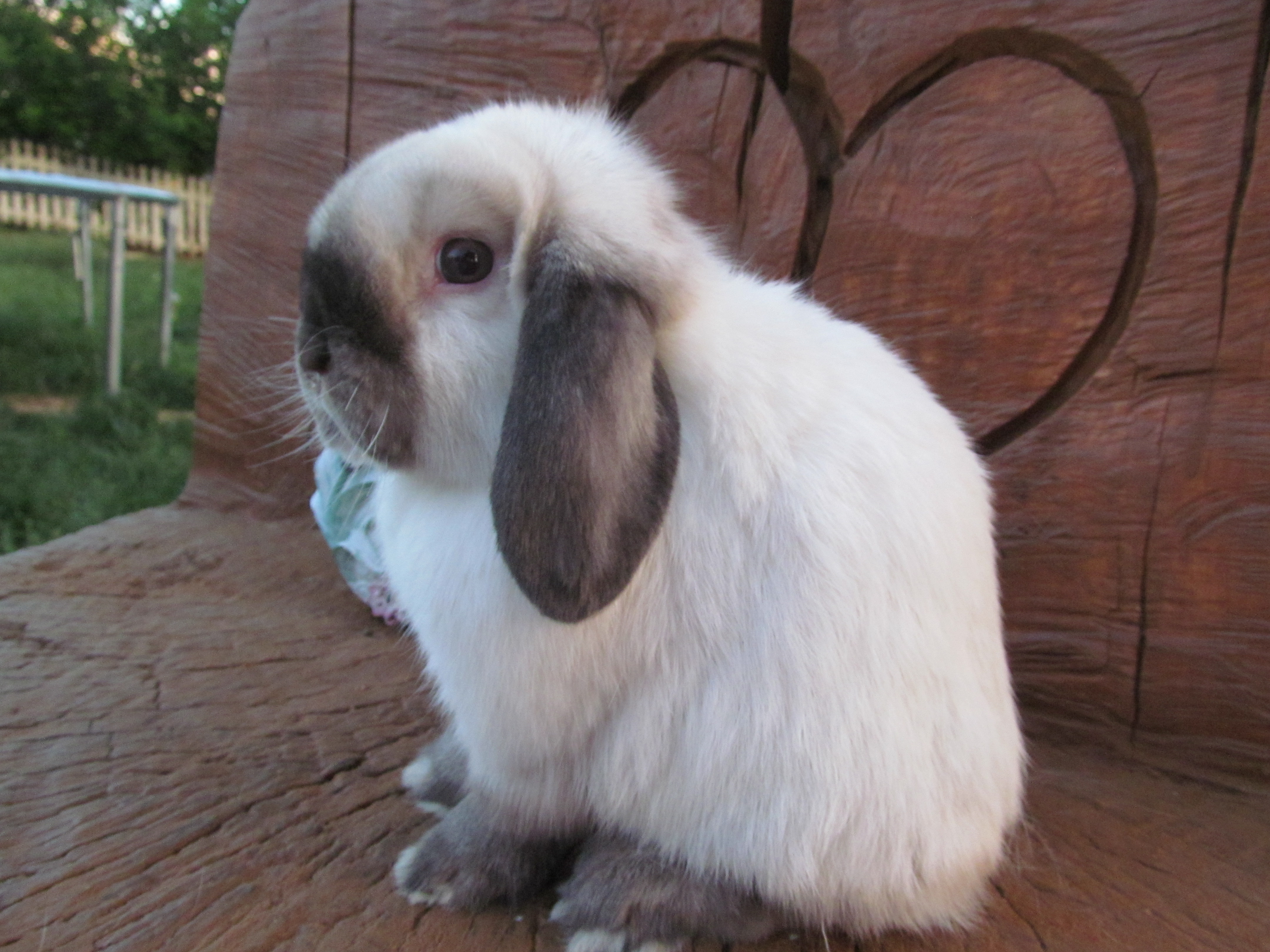 Holland Lop Rabbit