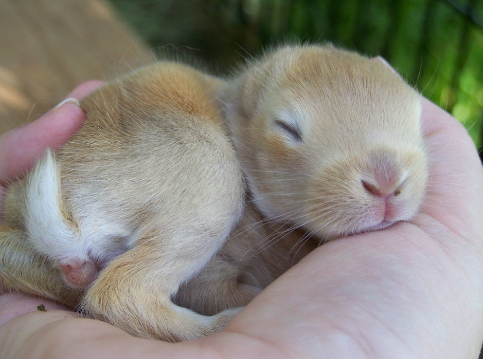 how-to-make-a-newborn-baby-rabbit-poop-usa-rabbit-breeders