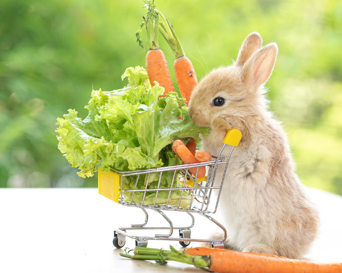 17 Human Foods Rabbits Can Eat Safely | USA Rabbit Breeders