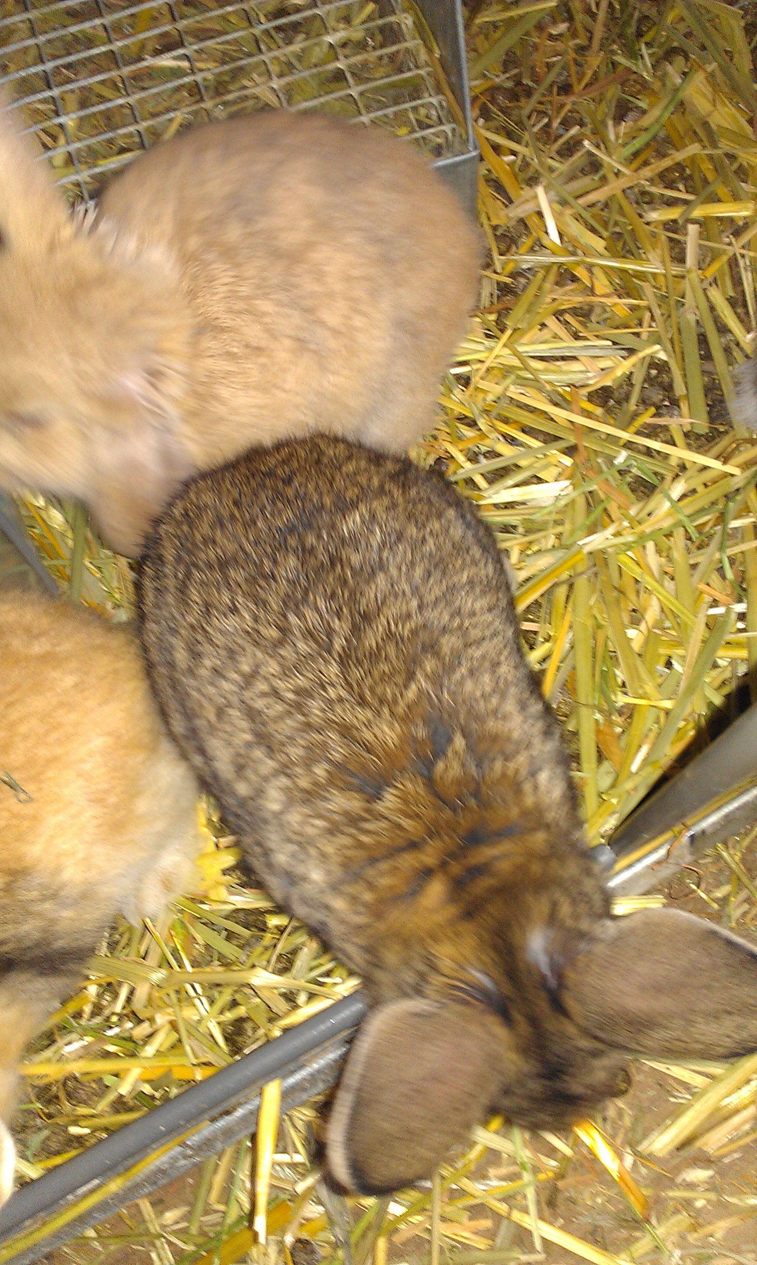 Holland Lops and Mini Rex Rabbits