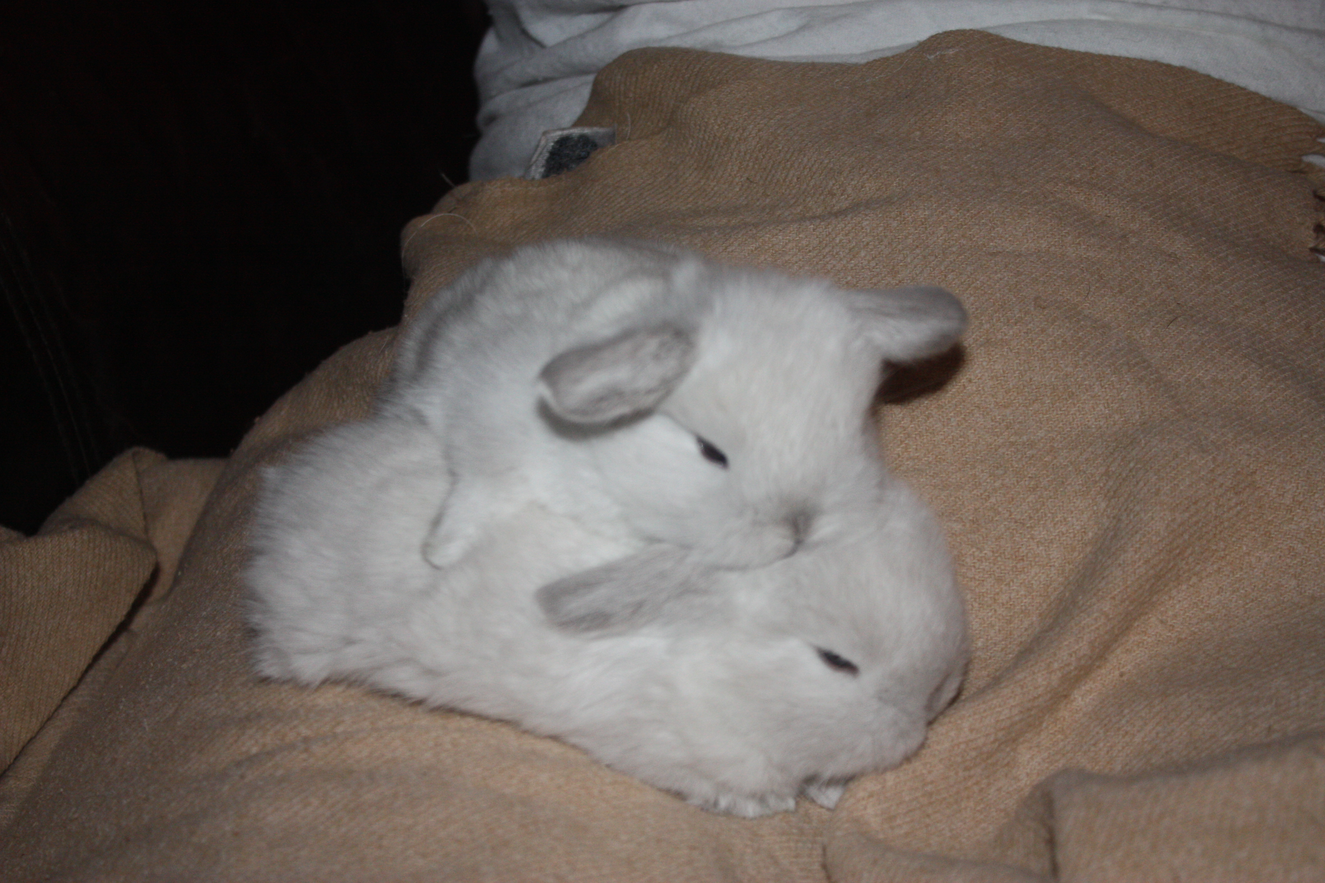 Holland Lop Rabbits