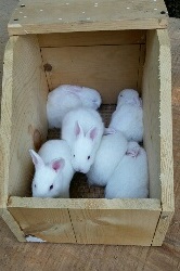 Californian and New Zealand Rabbits