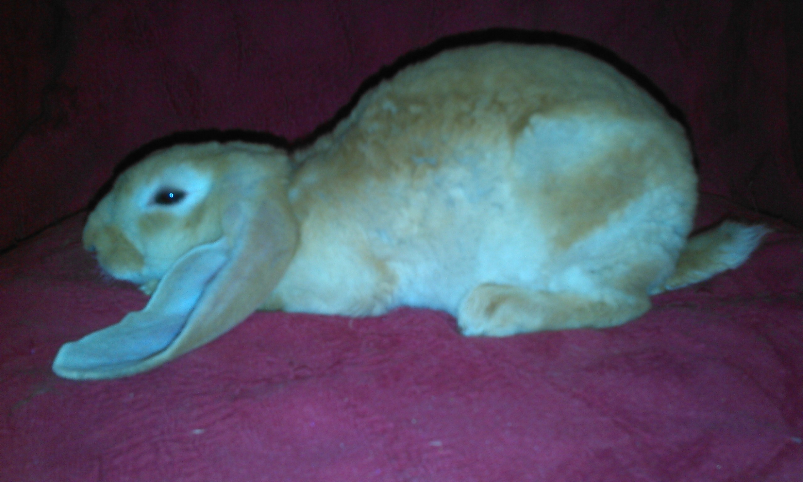 Velveteen Lops Rabbits