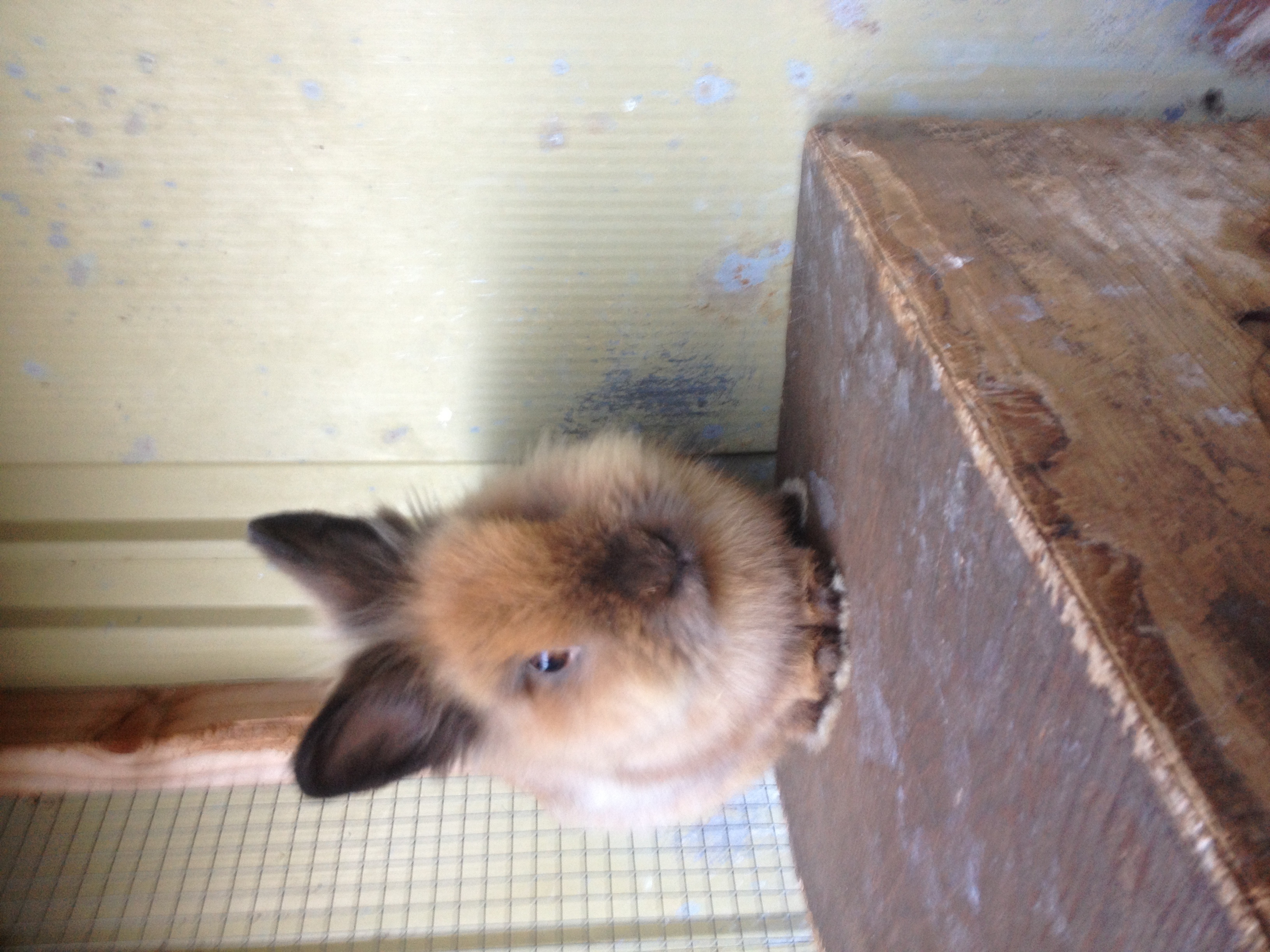 Lionhead Bunny