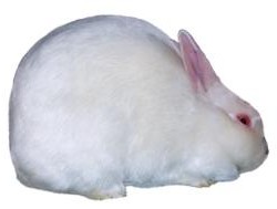 Raza del conejo satinado mini