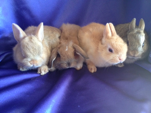 Netherland Dwarf Rabbits for Sale