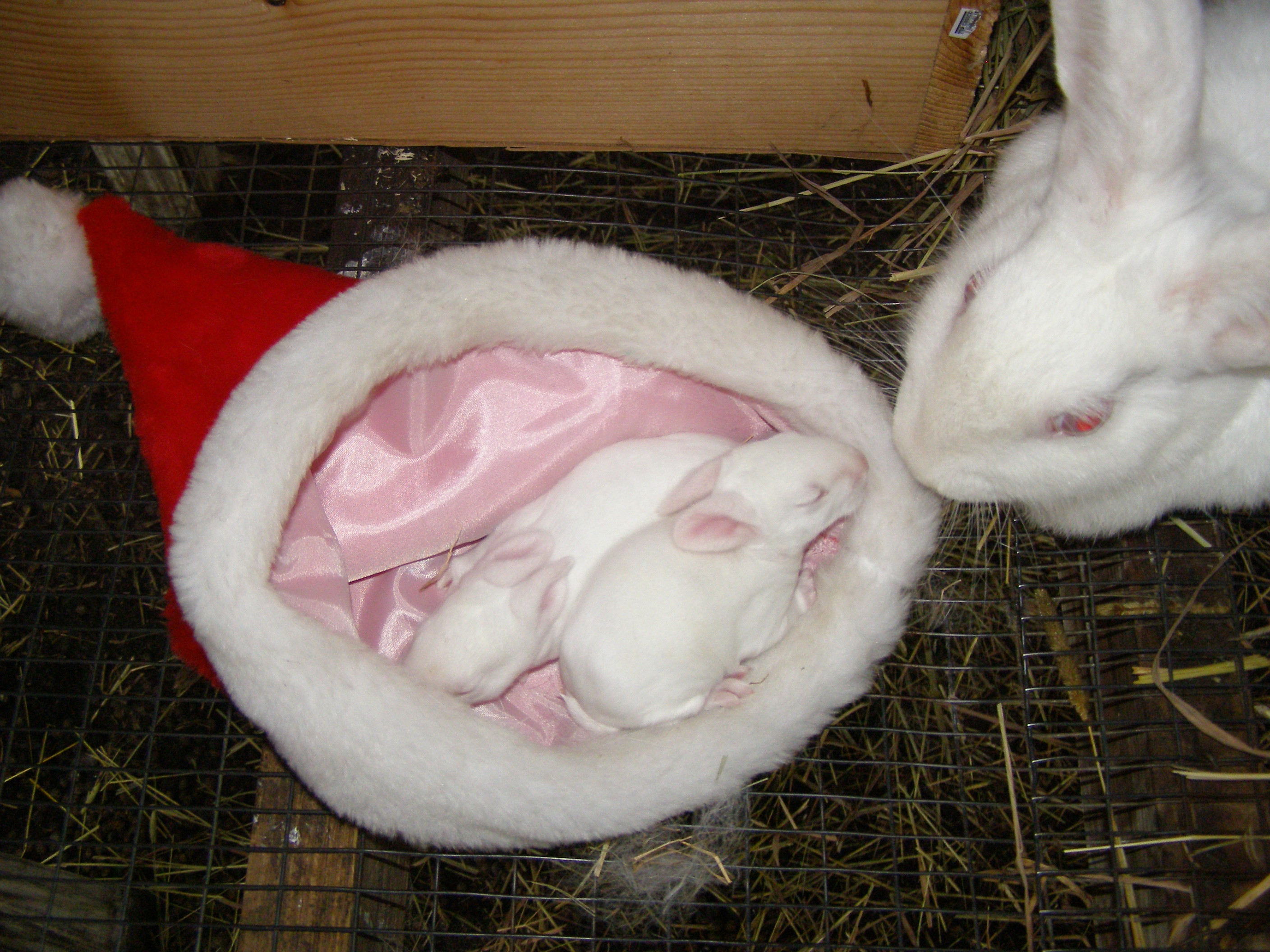 New Zealand Rabbits for Sale