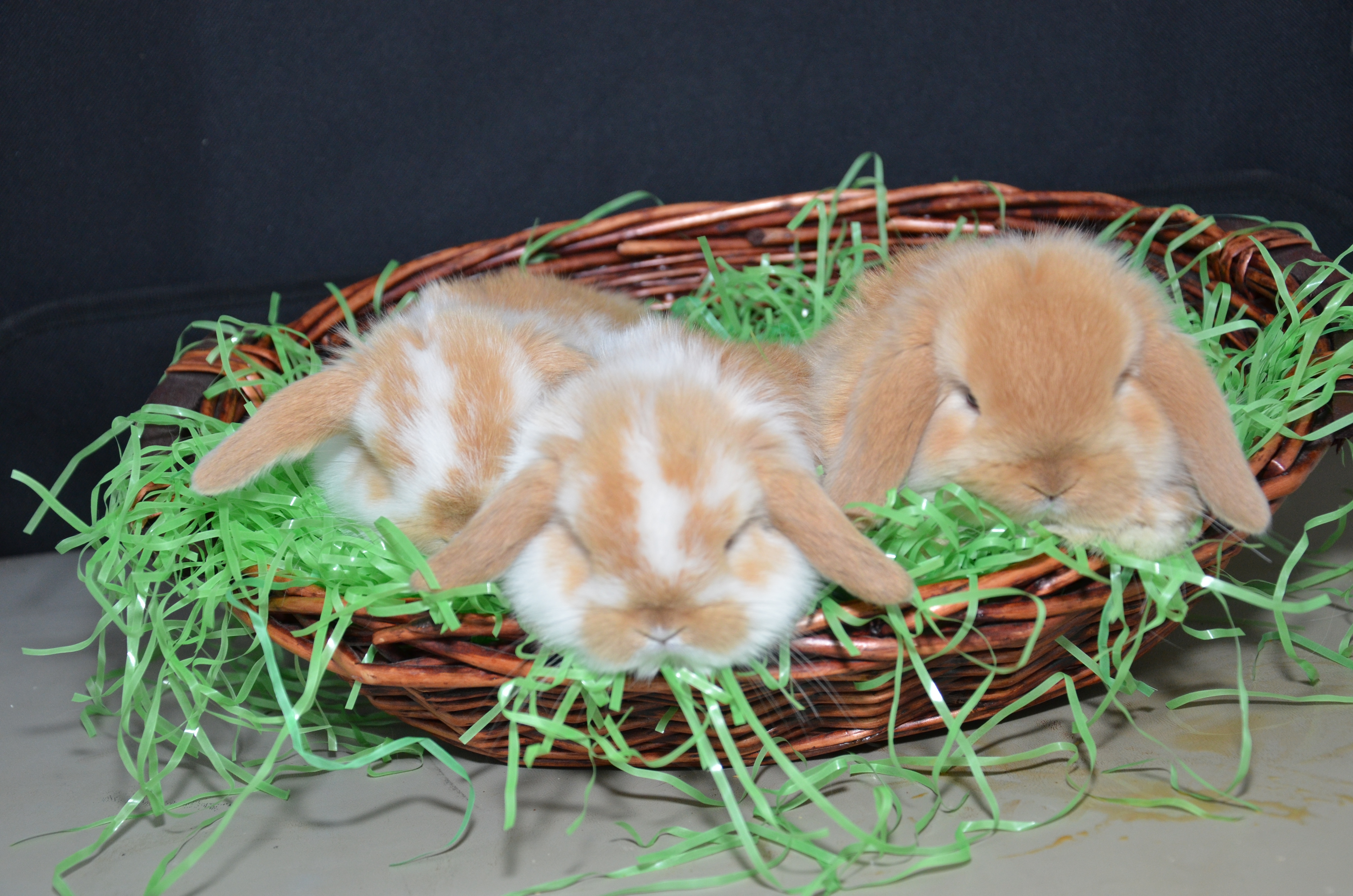 Holland Lop Rabbits