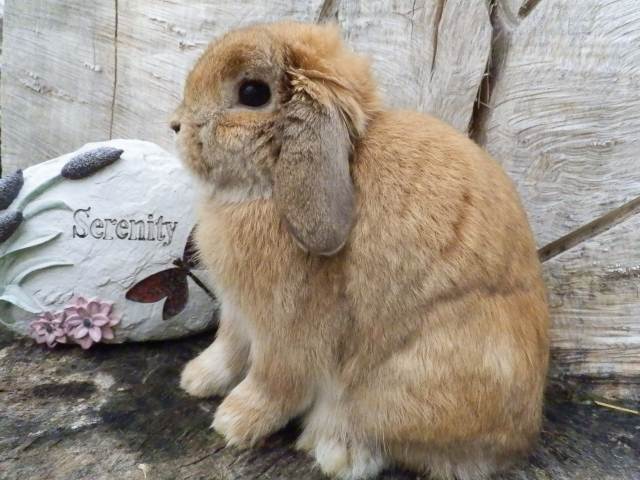 Holland Lop Rabbit