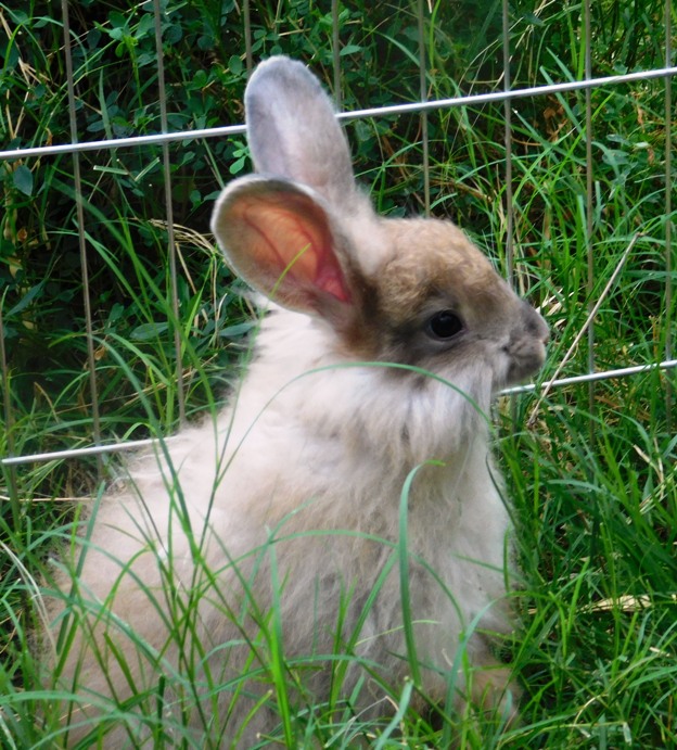  French Angora Rabbits