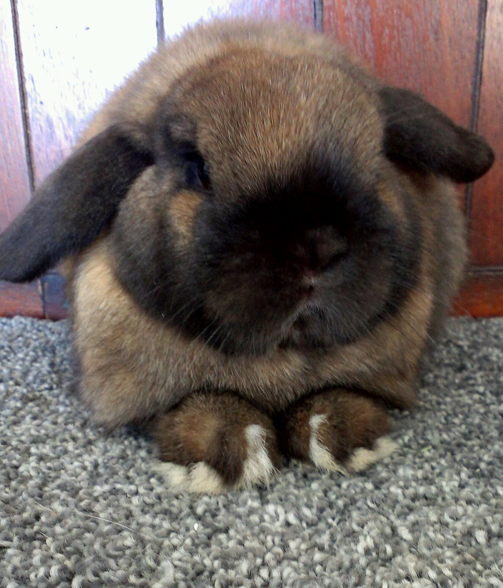 Pet Holland Lop