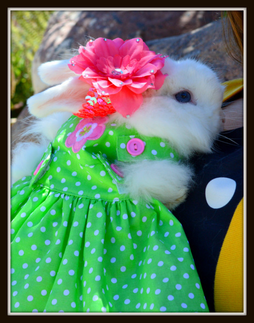 Holland Lop Babies