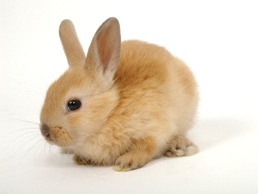 Purebred Flemish Giants